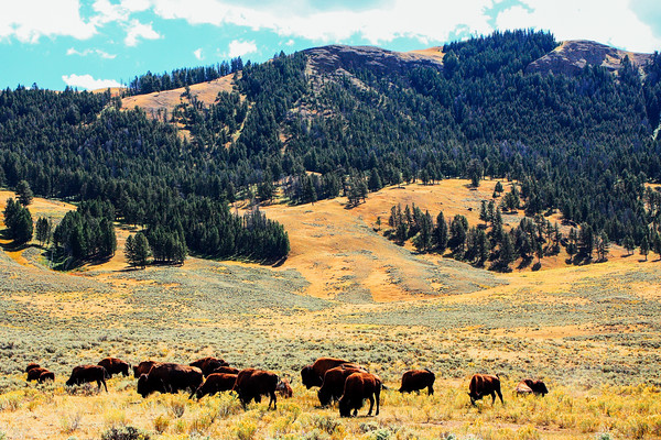Bison in Lamar Valley - Yellowstone National Park