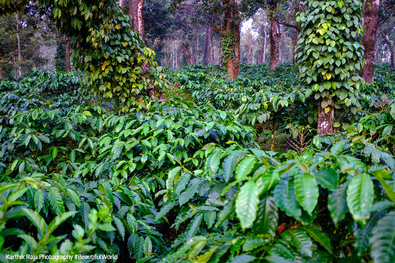 Coffee and Pepper Estates, Kodagu District, Karnataka, India